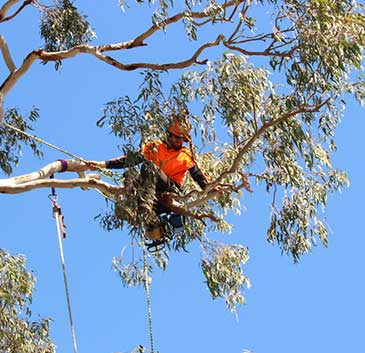 Tree Removal Brisbane
