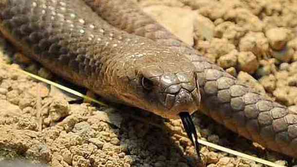 Brown Snake In Blocked Drain